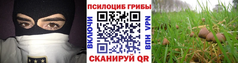 Купить где  Юрьевец  Галлюциногенные грибы прущие грибы 